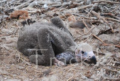 Cinereous (Black) Vulture - Aegypius monachus Linnaeus